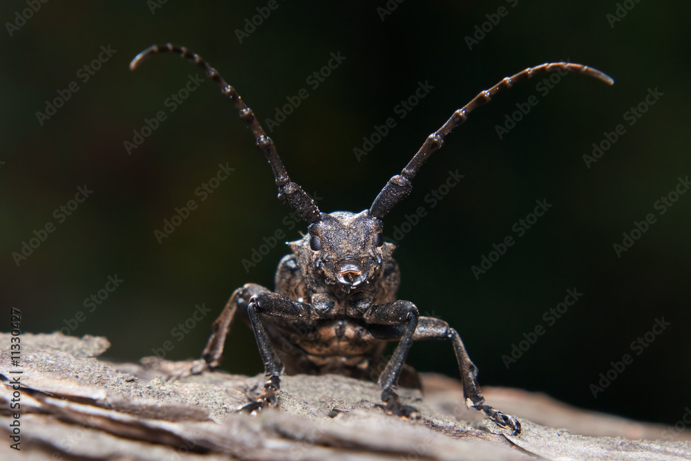 Lamia capricorn beetle Lamia capricorn beetle