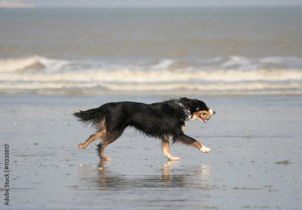 le profil d'un chien en train de courrir sur la plage