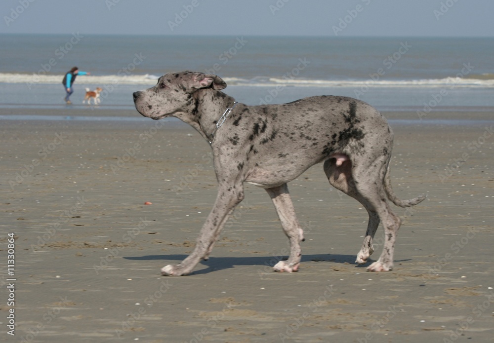 le dogue marchant sur la plage decontracté