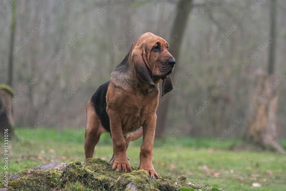 la pose fière du jeune saint hubert en foret