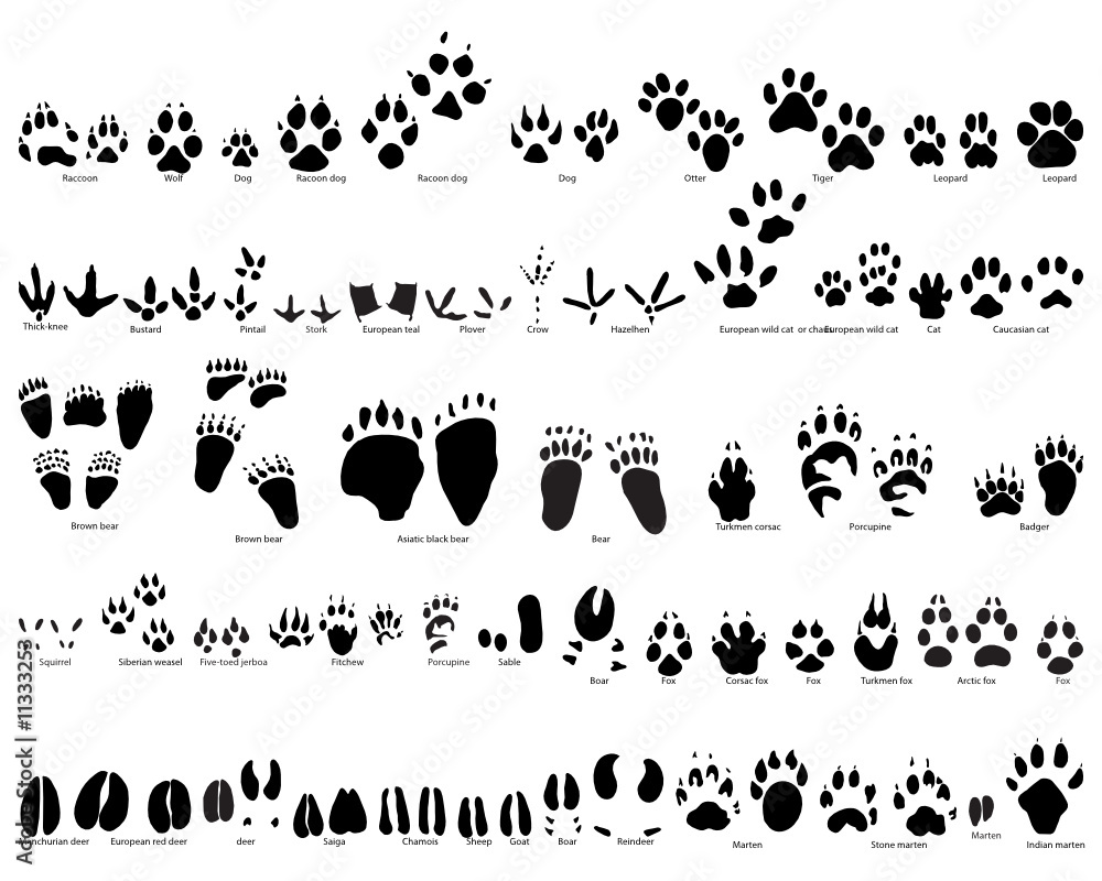 Obraz premium animals traces