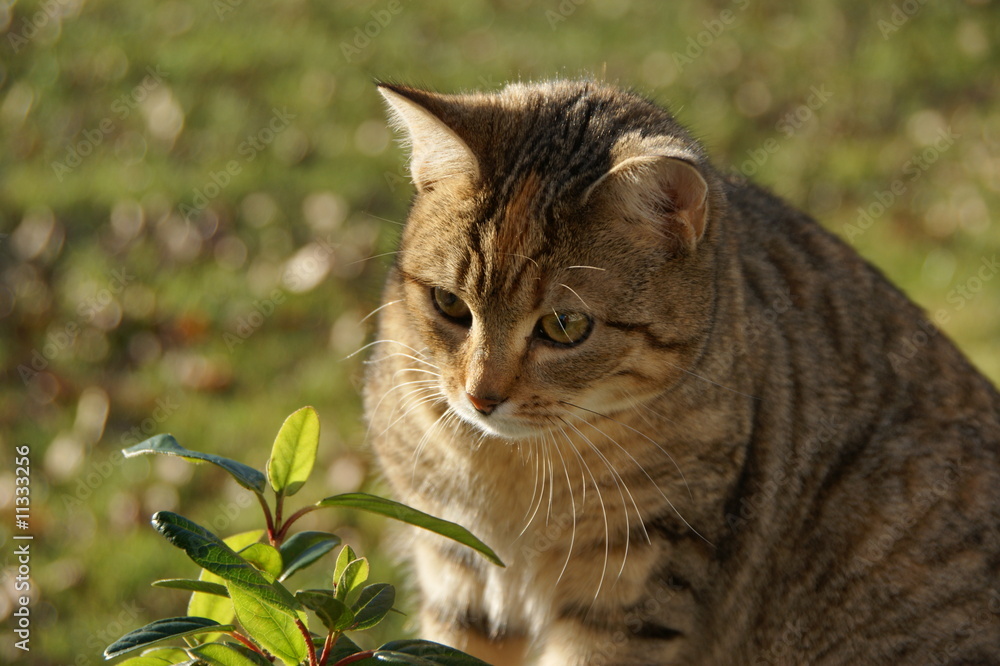 Fototapeta premium Kitten