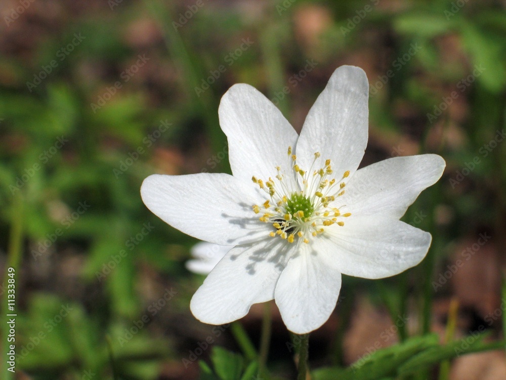 spring white flower