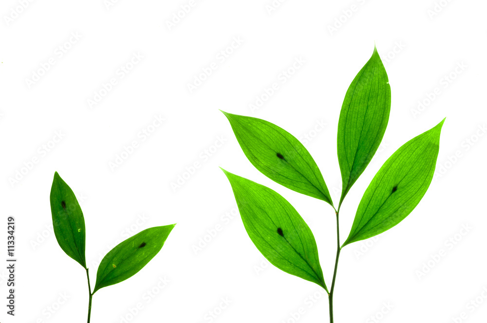 Green leaves