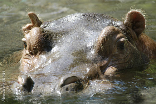 Large Hippo Head