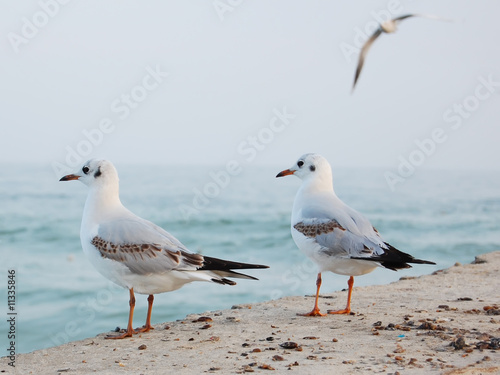 mew on beach of black sea, Odessa Ukraine