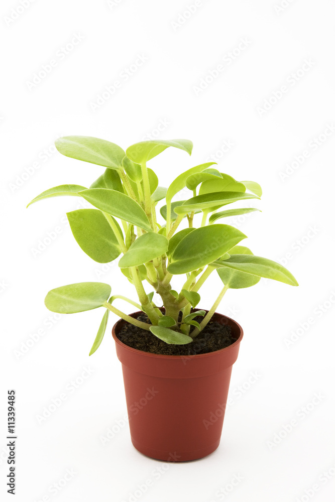 Fototapeta premium Plant isolated on white