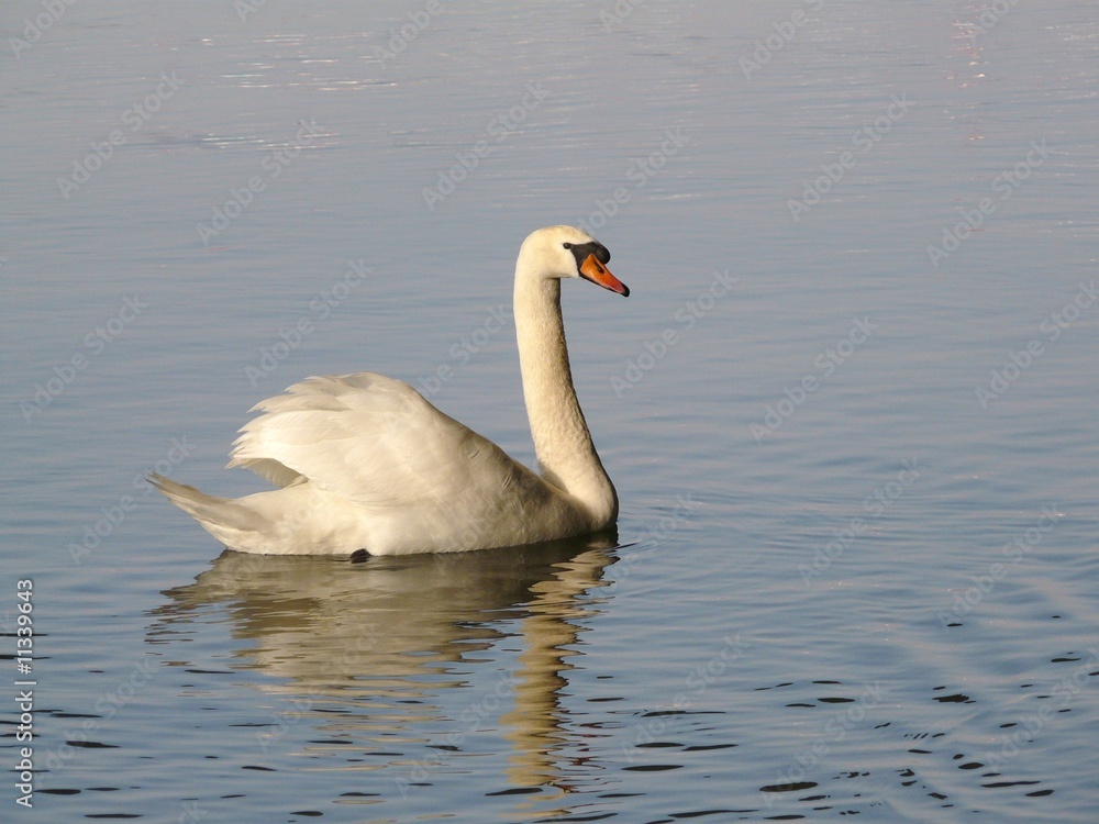 grâce du cygne