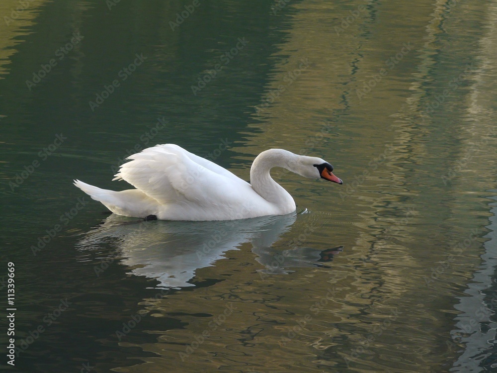 Naklejka premium cygne gracieux