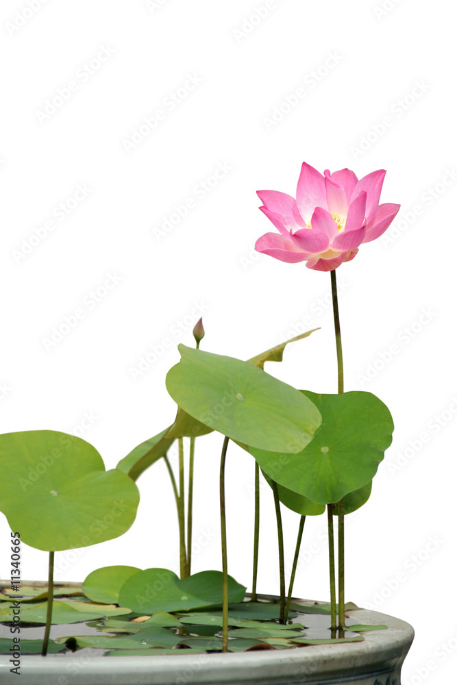Lotus flower