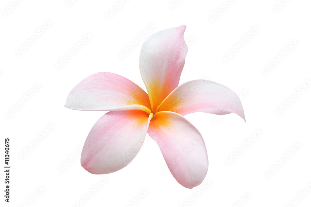Fototapeta premium Frangipani isolated on white background