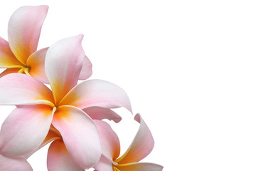 Frangipani flower isolated on white background