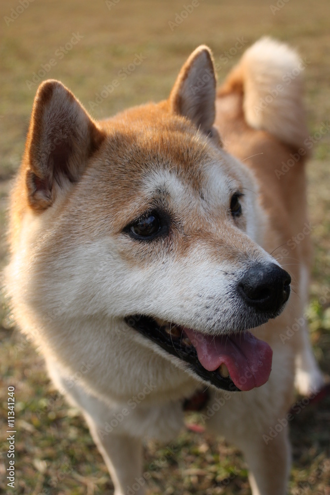 日本犬