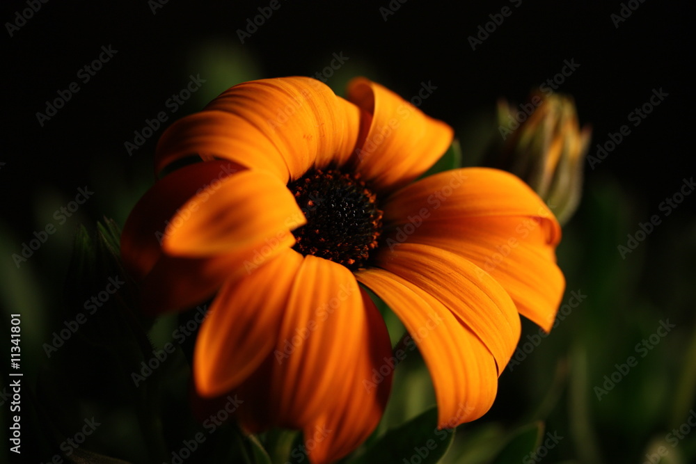 Fototapeta premium このままでいいのか?