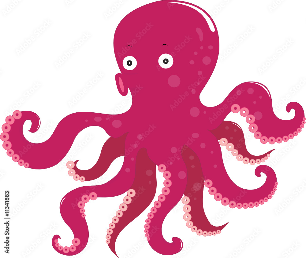 octopus octopus