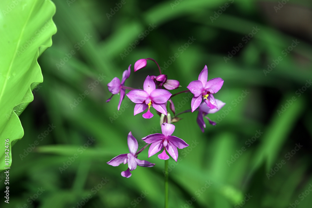 flower flower