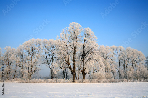 Winter scenery, frozen trees