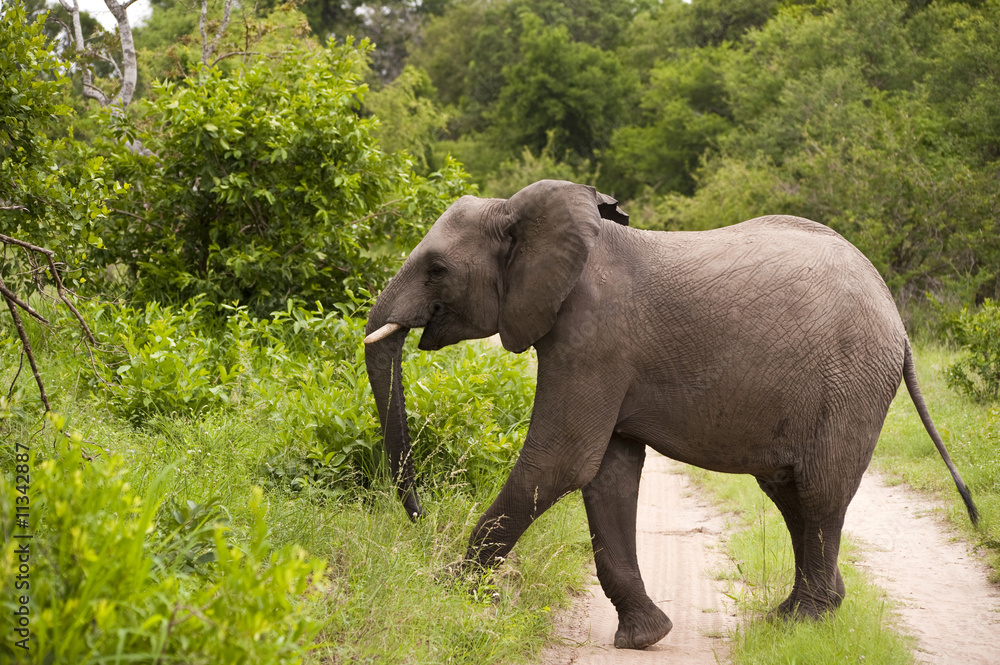Fototapeta premium Elephant in Kruger Park