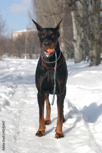 Dobermann with ball