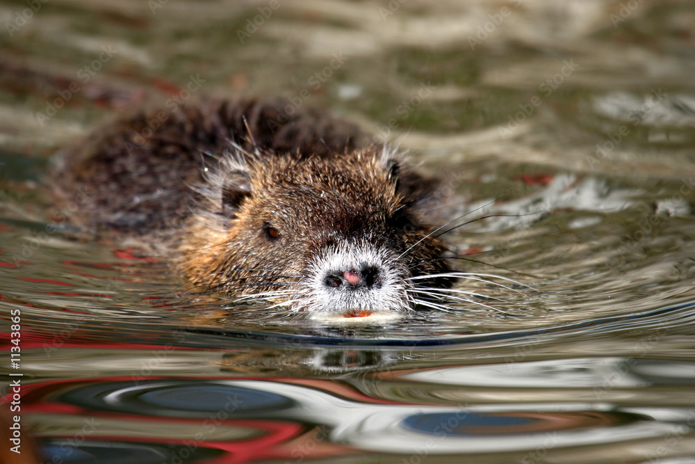 Nutria Sumpfbiber