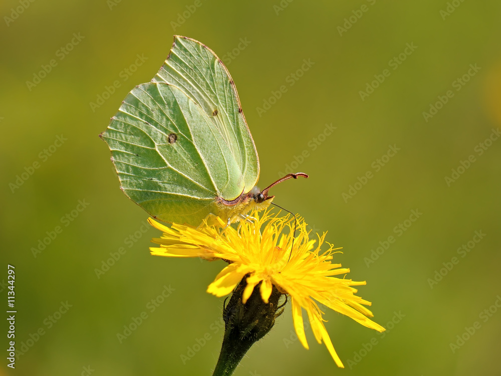 Naklejka premium butterfly rhamni
