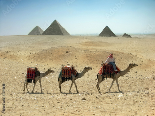camels caravan in desert near pyramid in the Egypt Cairo Giza