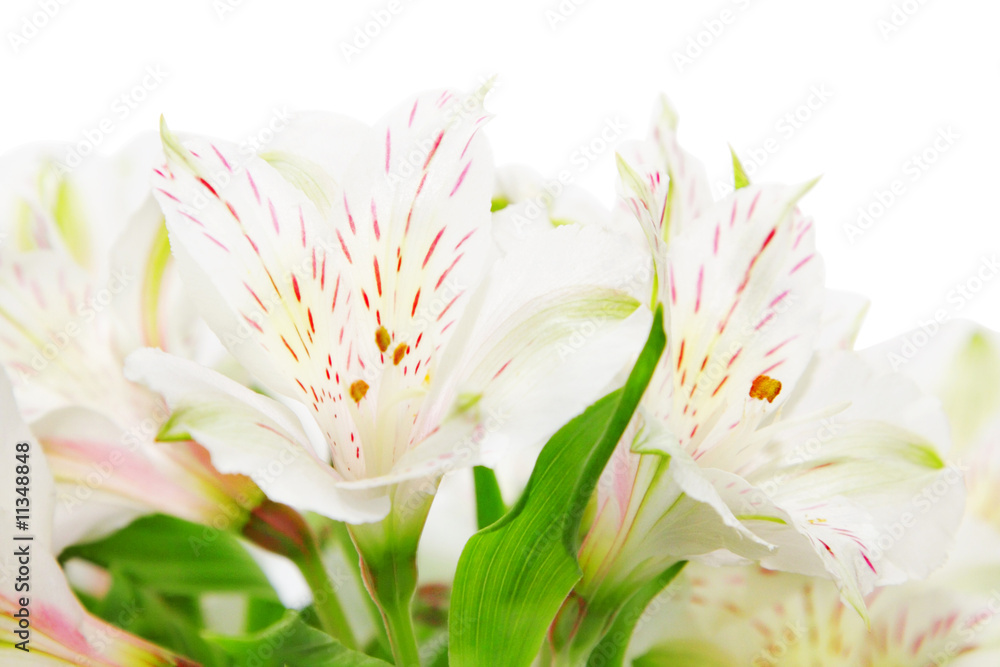 Fototapeta premium Alstroemeria flowers