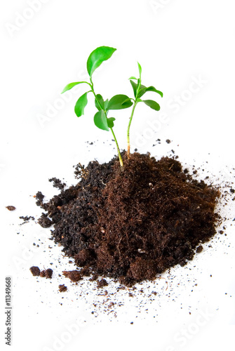Baby plant in soil