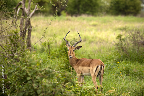 Young male impala