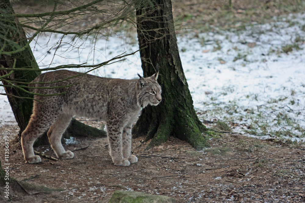 Fototapeta premium Luchs