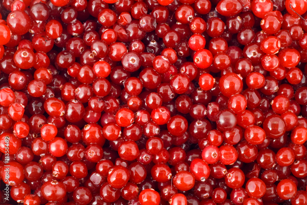 cranberry berry cranberry berry
