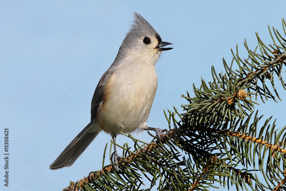 Fototapeta premium Bird On A Branch