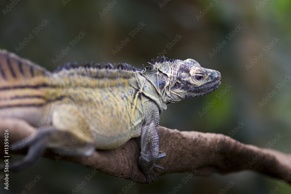 Fototapeta premium Iguana