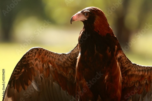 Buzzard with wings spread photo