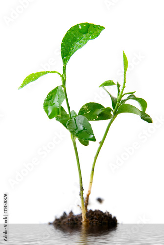 Plant in soil