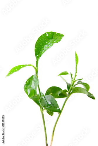 Young green plant of orange...