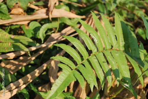 Leaves