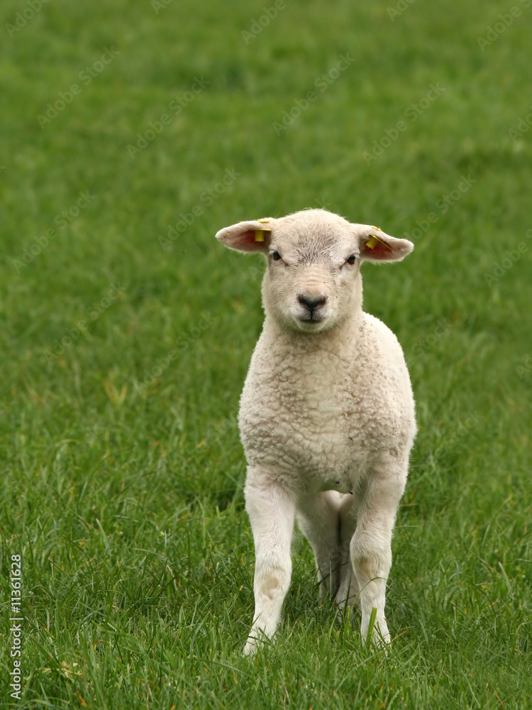 Cute little lamb looking at you Cute little lamb looking at you