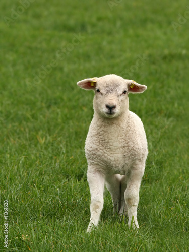 Cute little lamb looking at you