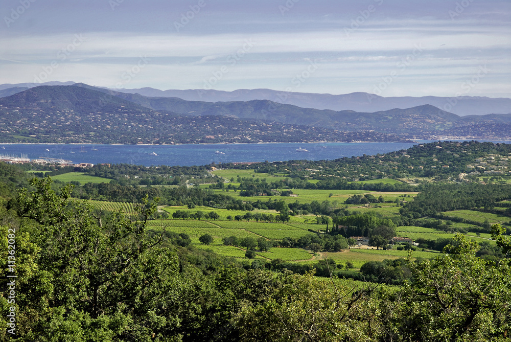 Vignoble vu de Gassin dans le var