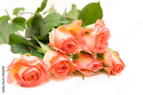 Roses isolated on white. space for text