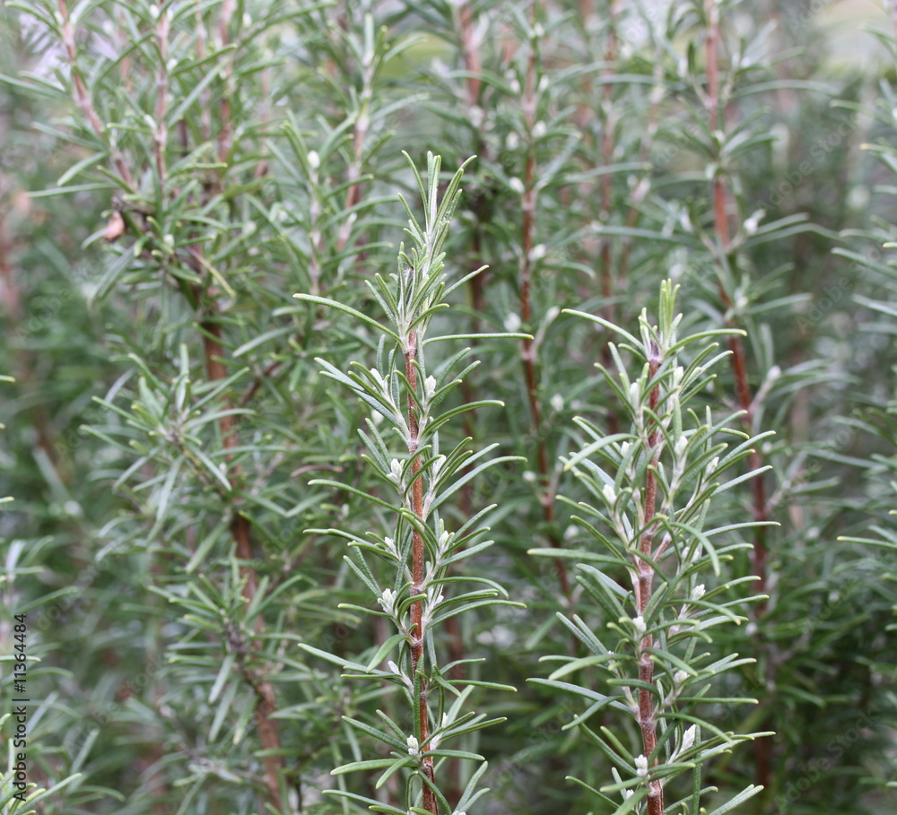 Fototapeta premium rosemary background