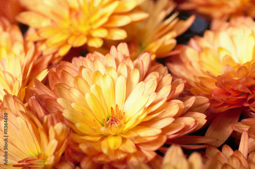 Fototapeta premium chrysanthemum