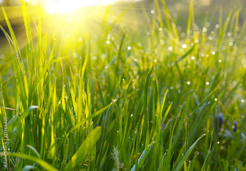 Fototapeta premium Green grass sunset