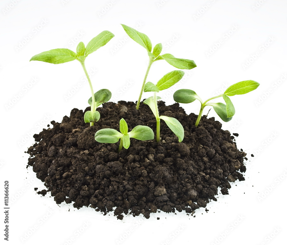 young sunflowers sprouts in the soil isolated over white young sunflowers sprouts in the soil isolated over white