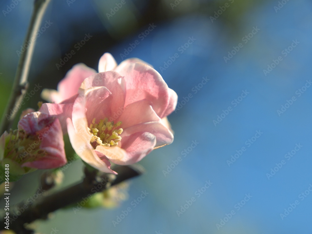 7 Best 寒木瓜 Images Stock Photos Vectors Adobe Stock 7 Best 寒木瓜 Images Stock Photos Vectors Adobe Stock