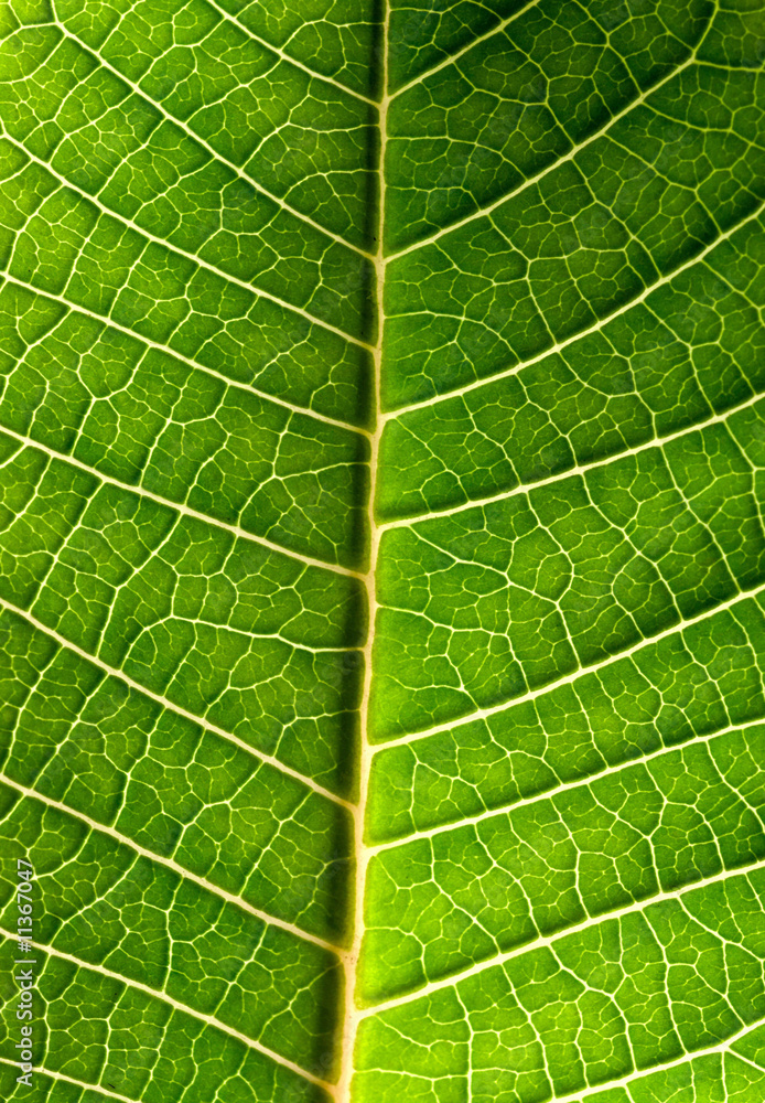 Close-up of green leaf Close-up of green leaf