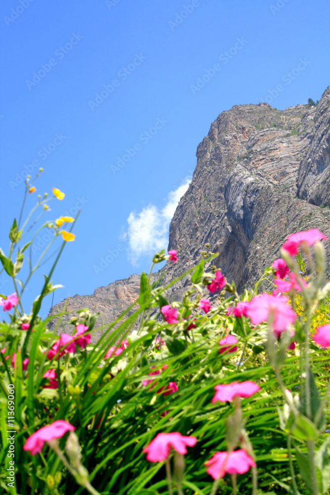 Wildblüten auf Berwiese in den Alpen, Piemont, Seealpen