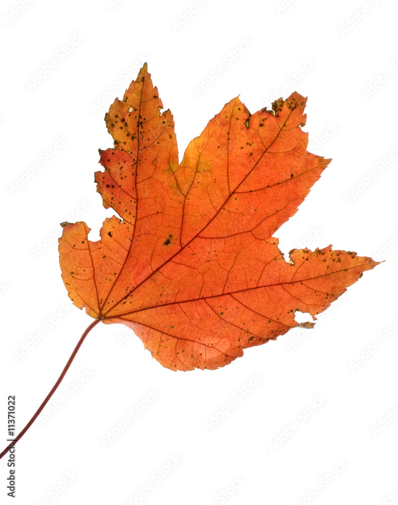bright leaf bright leaf