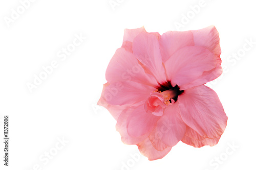 Pink hibiscus isolated on the white background